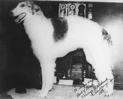 Top American Bred Borzoi 1958